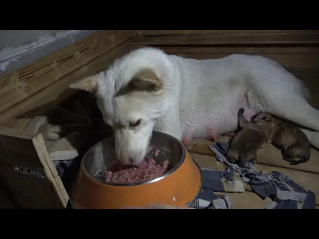 中华田园犬小白生产,辛辛苦苦一天一夜,狗娃却没有一个随自己的!